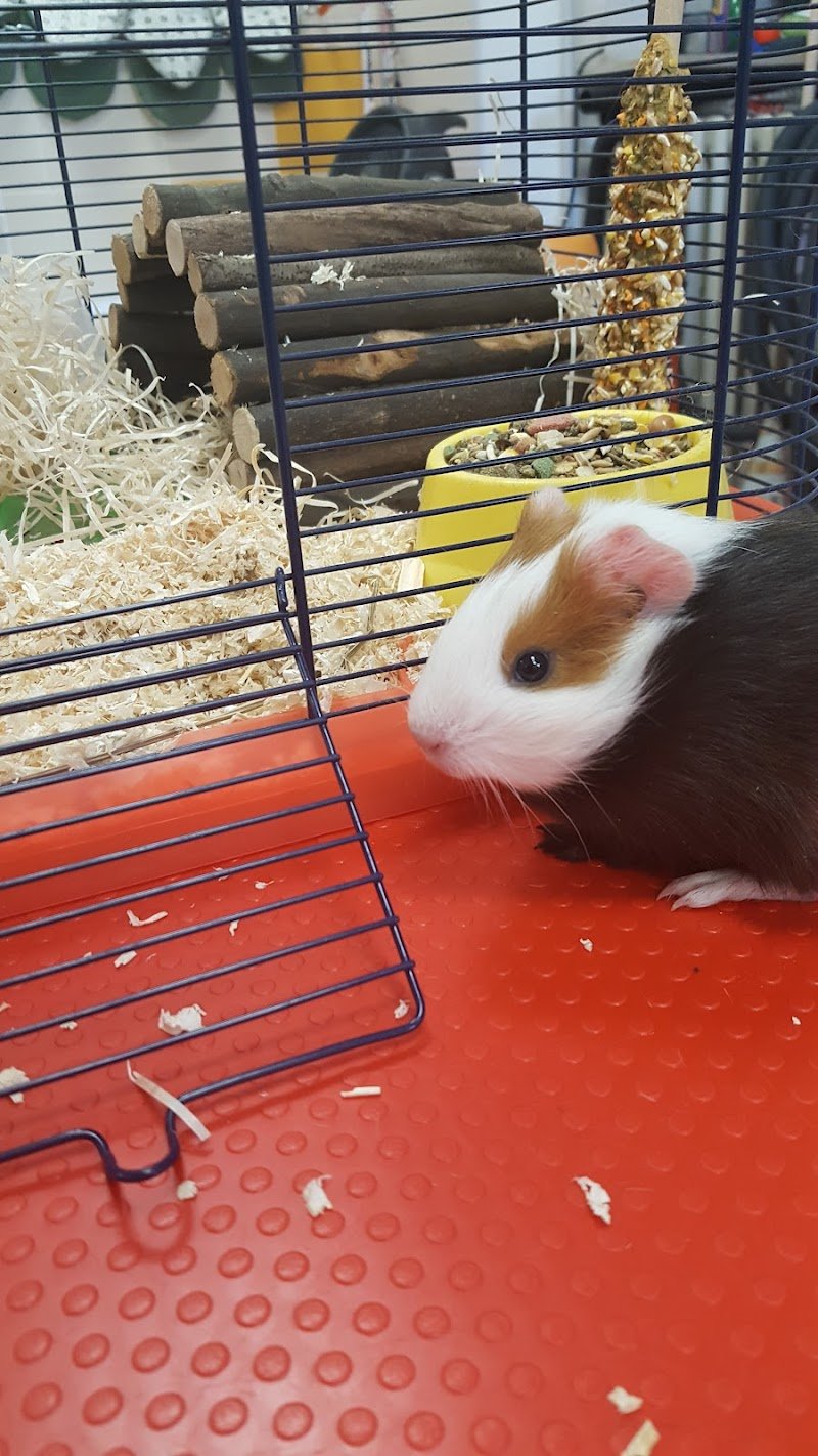 Baobao Miciomicio - Lavaggio Self Service per Cani - Foto 3