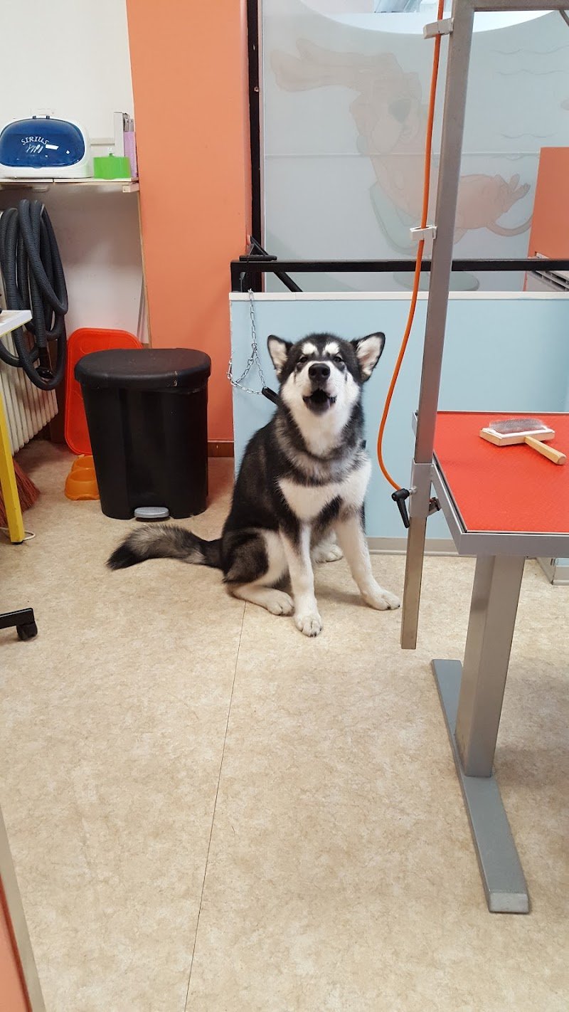 Baobao Miciomicio - Lavaggio Self Service per Cani - Foto 5