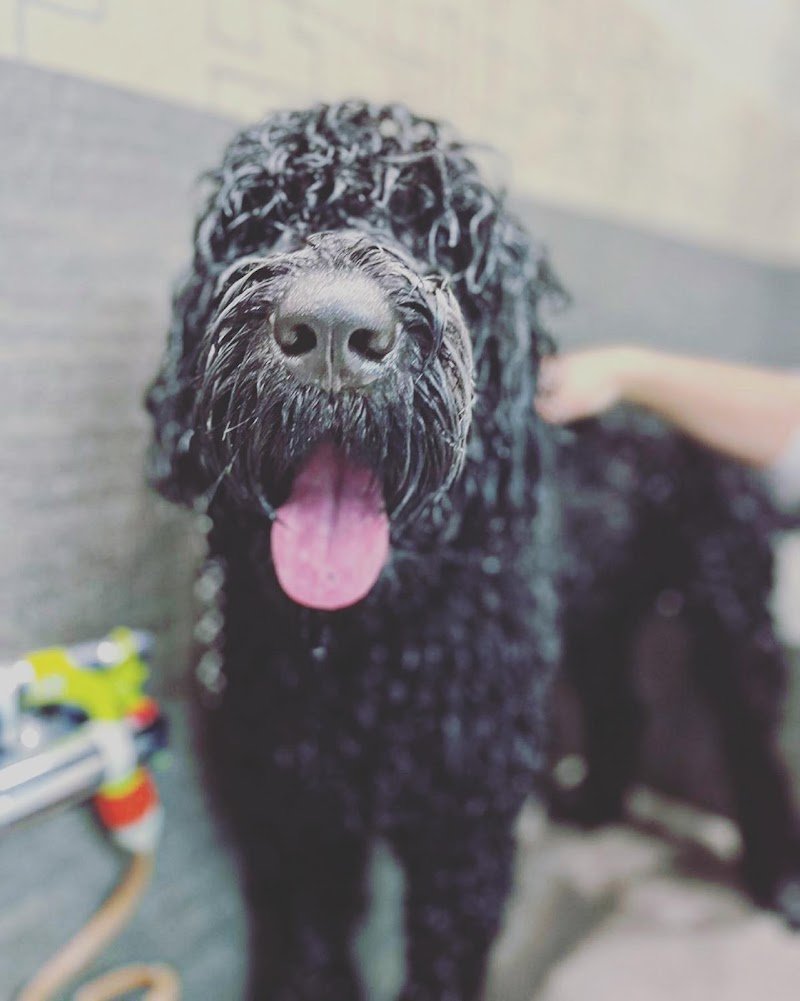 Barber Dog Toelettatura Cani e Gatti - Foto 3