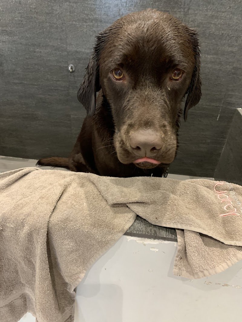 Barber Dog Toelettatura Cani e Gatti - Foto 4