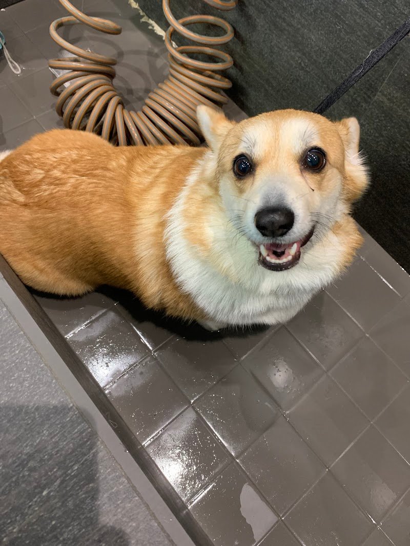 Barber Dog Toelettatura Cani e Gatti - Foto 5