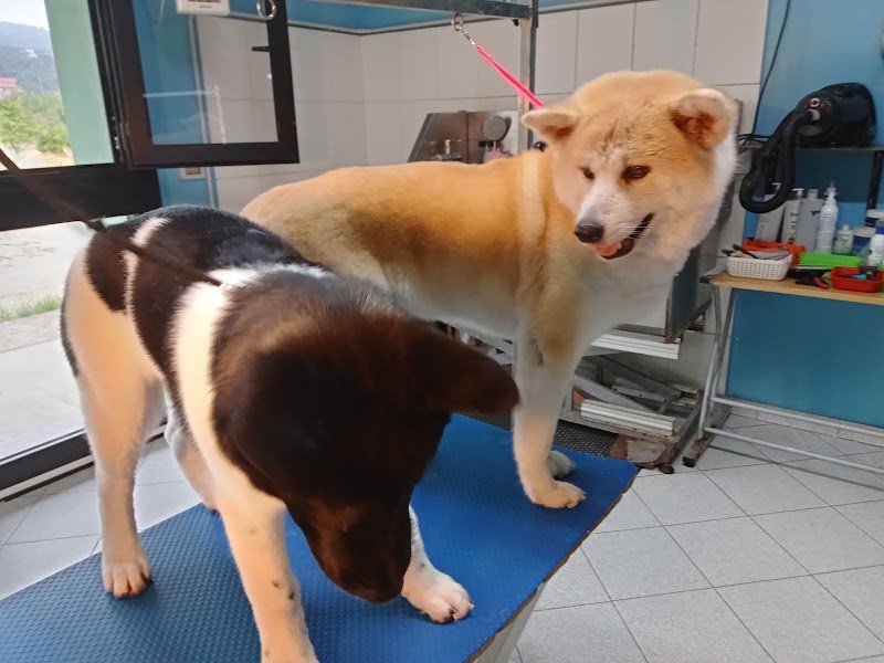 Batti La Zampa - Foto 6