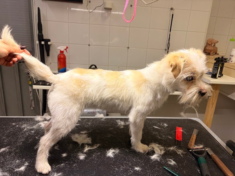 Batti La Zampa - Foto 2