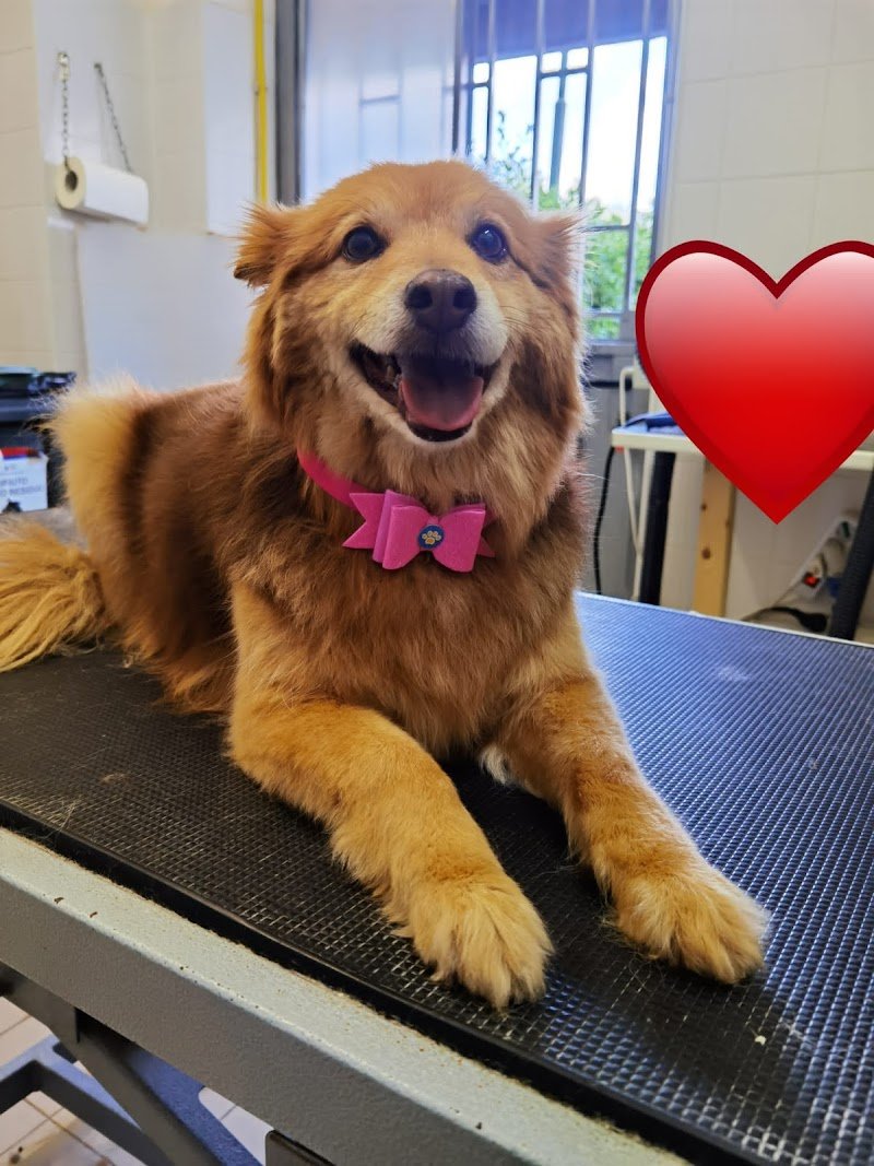 Batti La Zampa - Foto 4