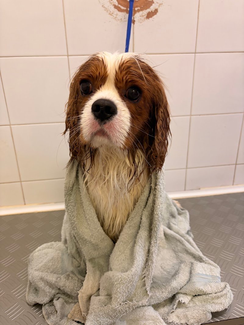 Batti La Zampa - Foto 5