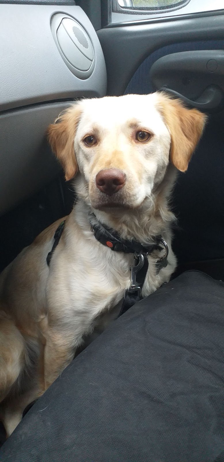 Battito Animale Pet Shop Perugia - Foto 2