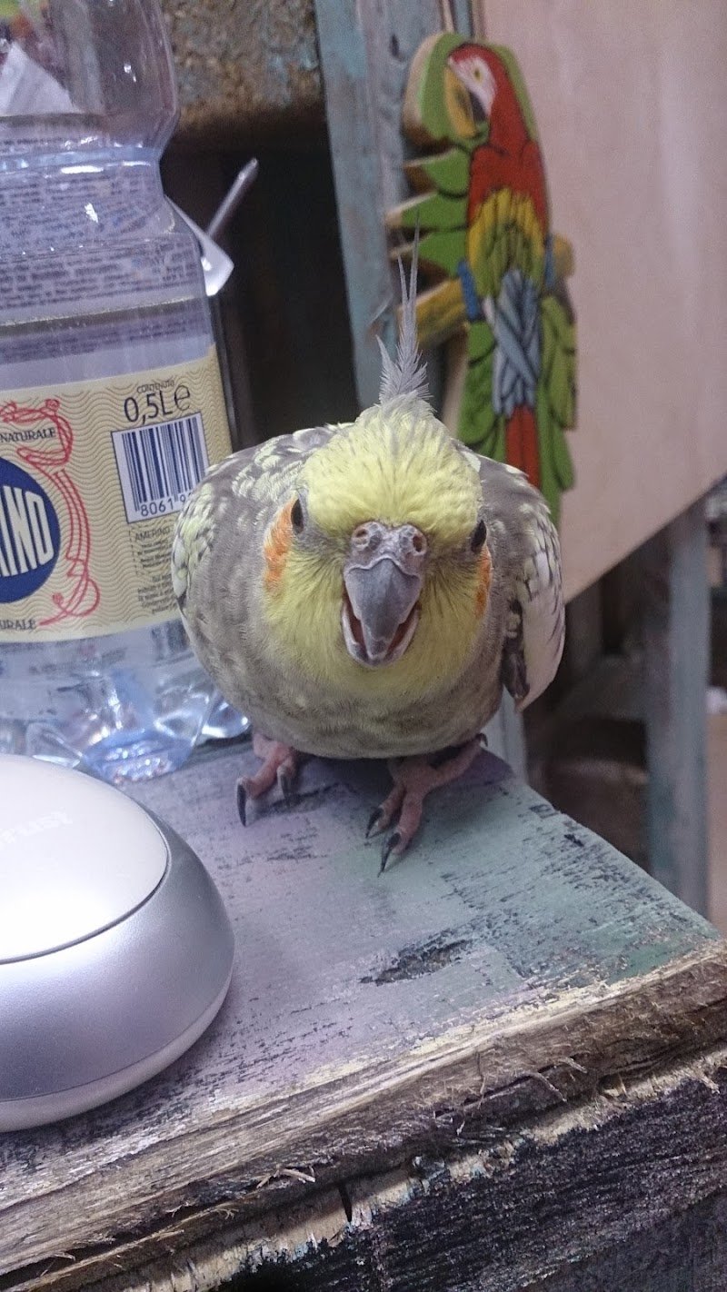 Battito Animale Pet Shop Perugia - Foto 4