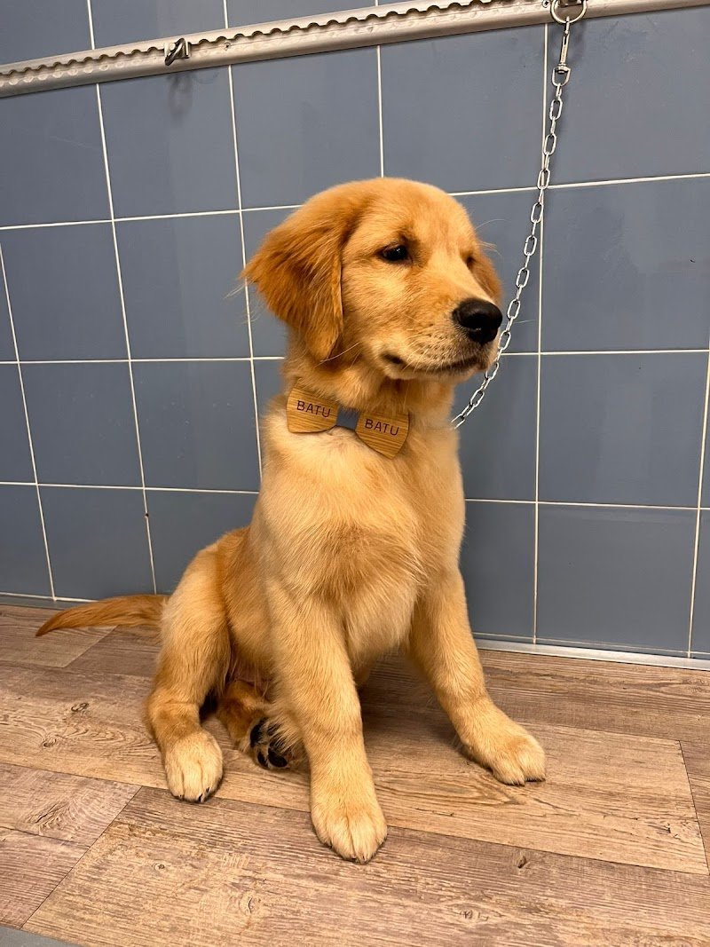 BATU - Dog Beauty Studio - Foto 1