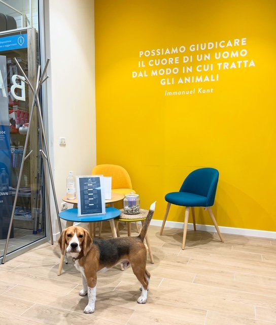 BATU - Dog Beauty Studio - Foto 4