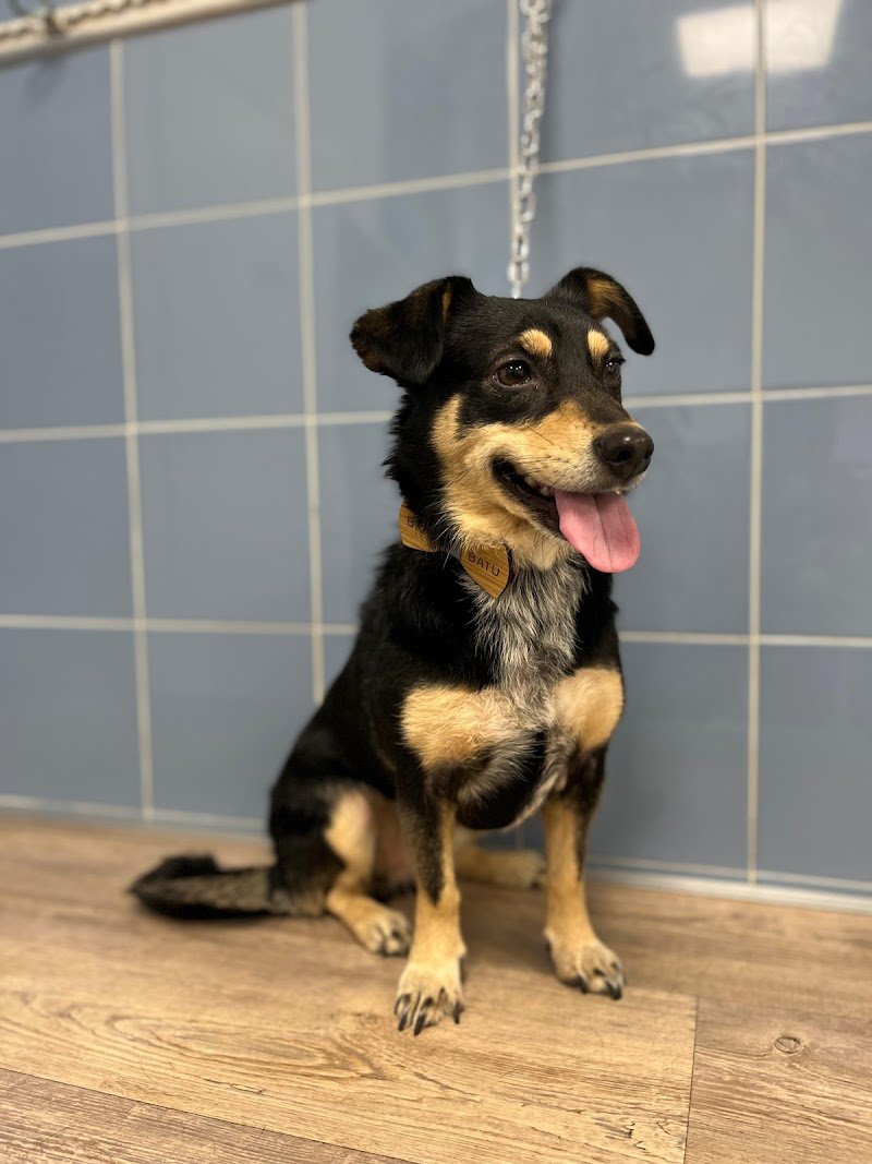 BATU - Dog Beauty Studio - Foto 5