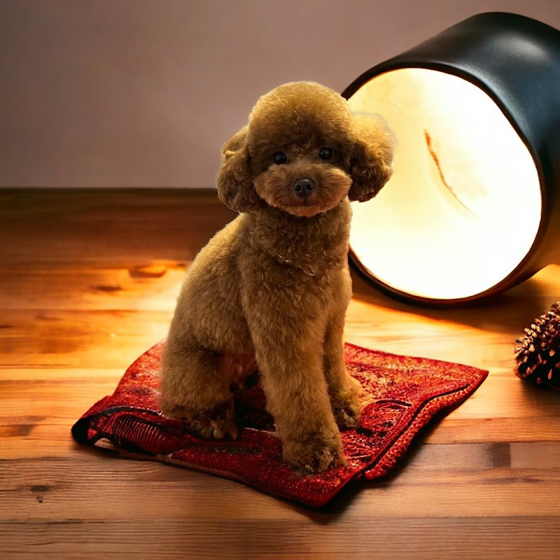 Batuffoli alla riscossa - Foto 1