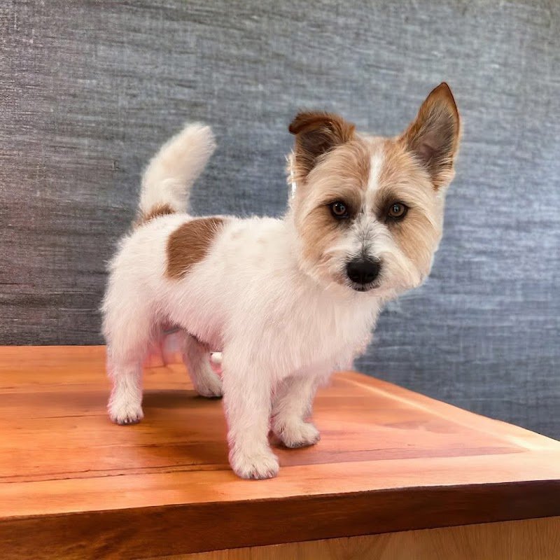 Batuffoli alla riscossa - Foto 2