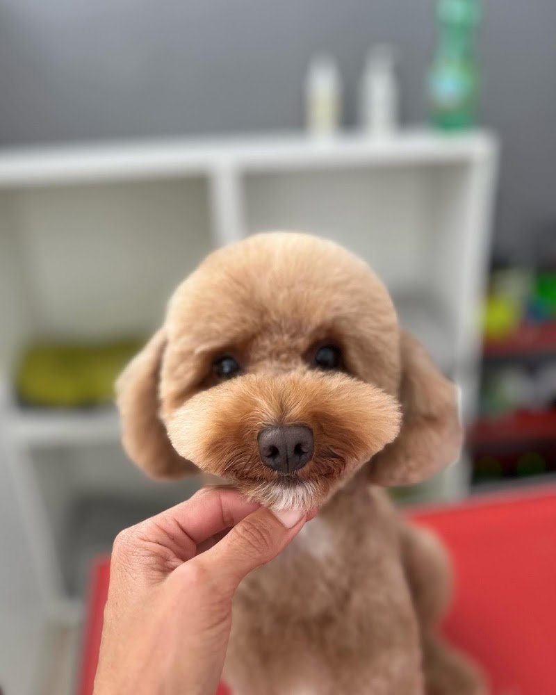 Batuffoli alla riscossa - Foto 3