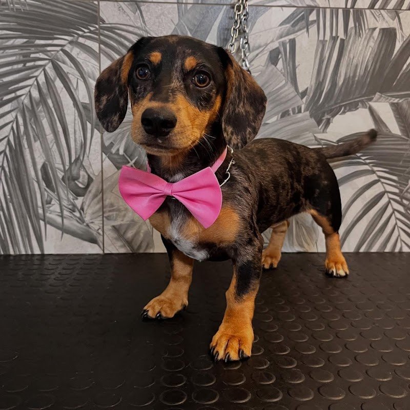 Batuffoli alla riscossa - Foto 4