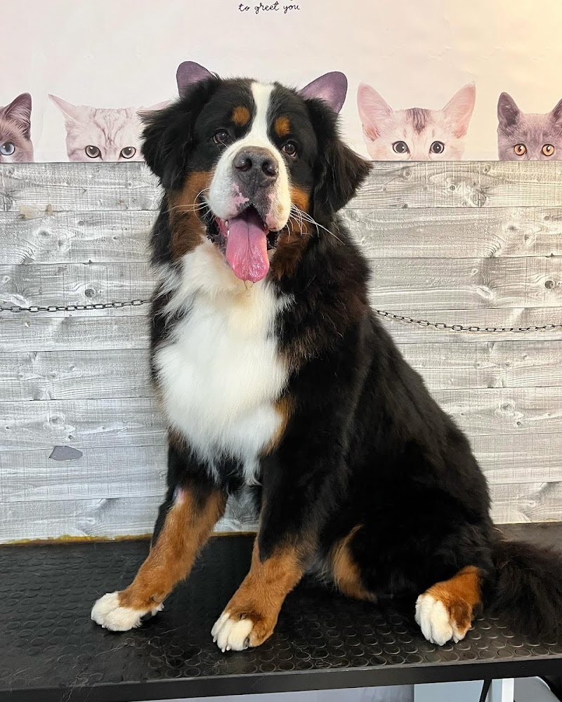 Batuffoli alla riscossa - Foto 5