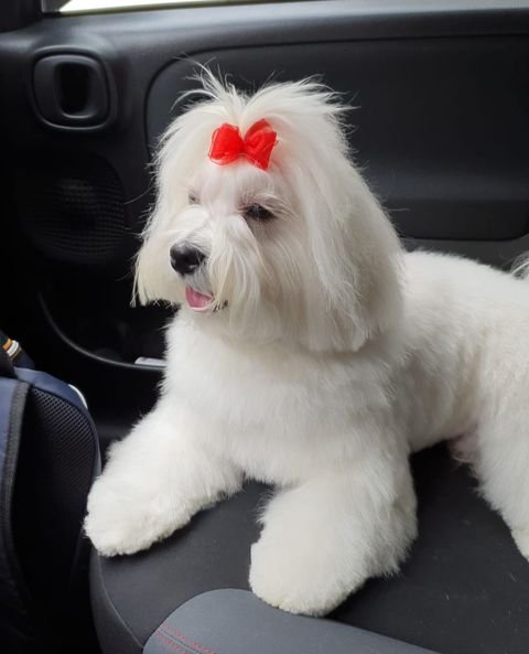 Bau Bau Beauty - Foto 1