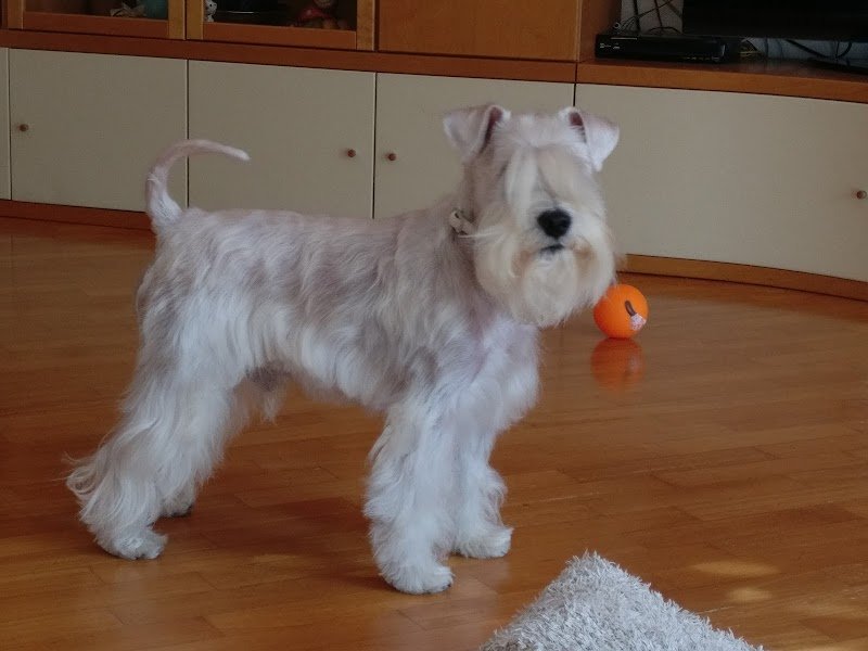 Bau Bau Beauty - Foto 2