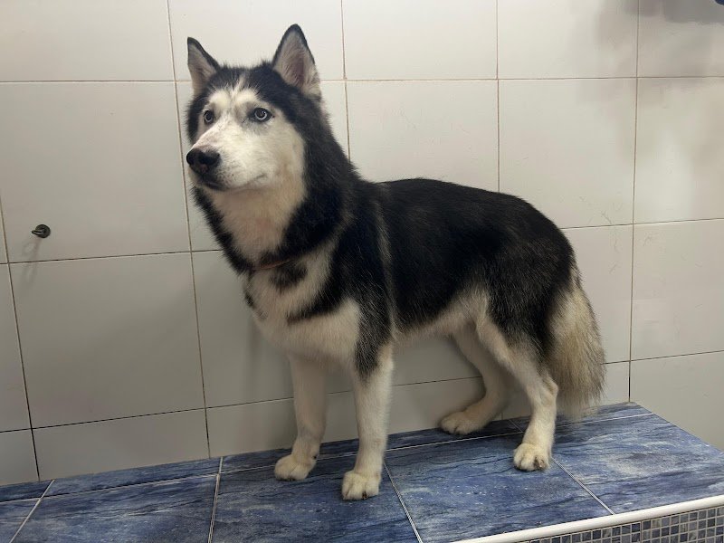 Bau Bau Beauty - Foto 3