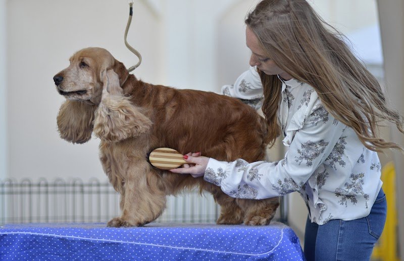 Bau Bau Beauty - Foto 4