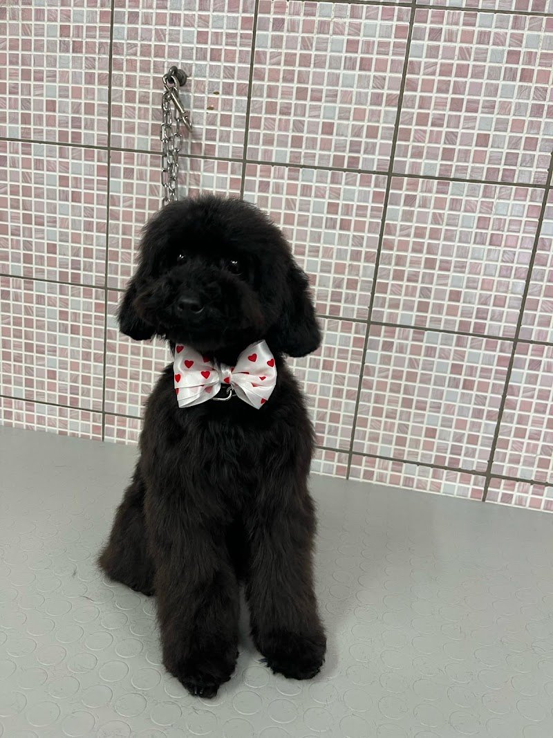 Bau Bau Beauty - Foto 1