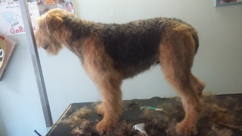 Bau Bau Center di Maurizio Cervino - Foto 2