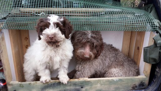 Bau Bau Center di Maurizio Cervino - Foto 3