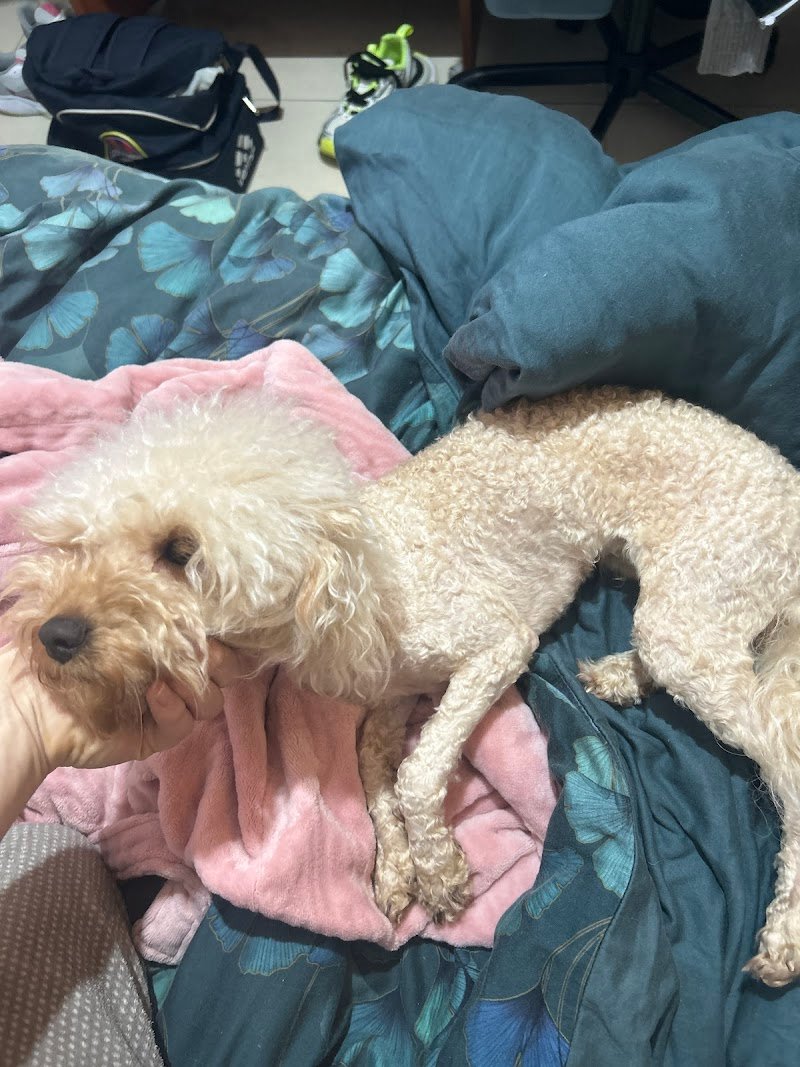 Bau Bau Micio Micio - Foto 3