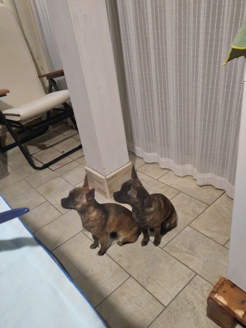 Bau Bau Micio Micio - Foto 4