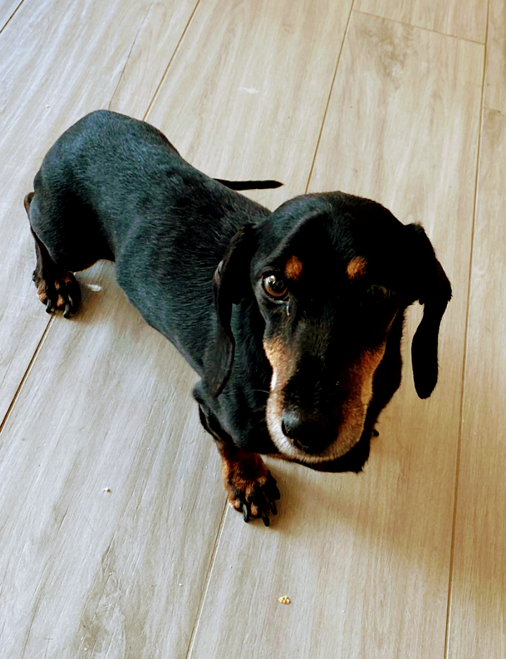 Bau Bau Pet Style - Foto 2