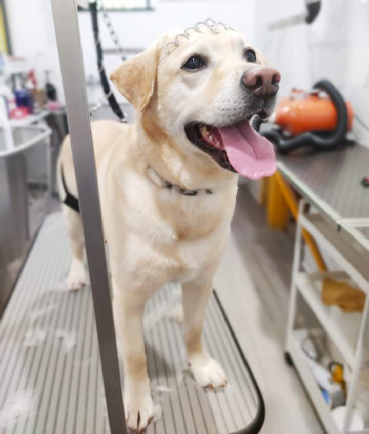 Bau Bau Pet Style - Foto 6