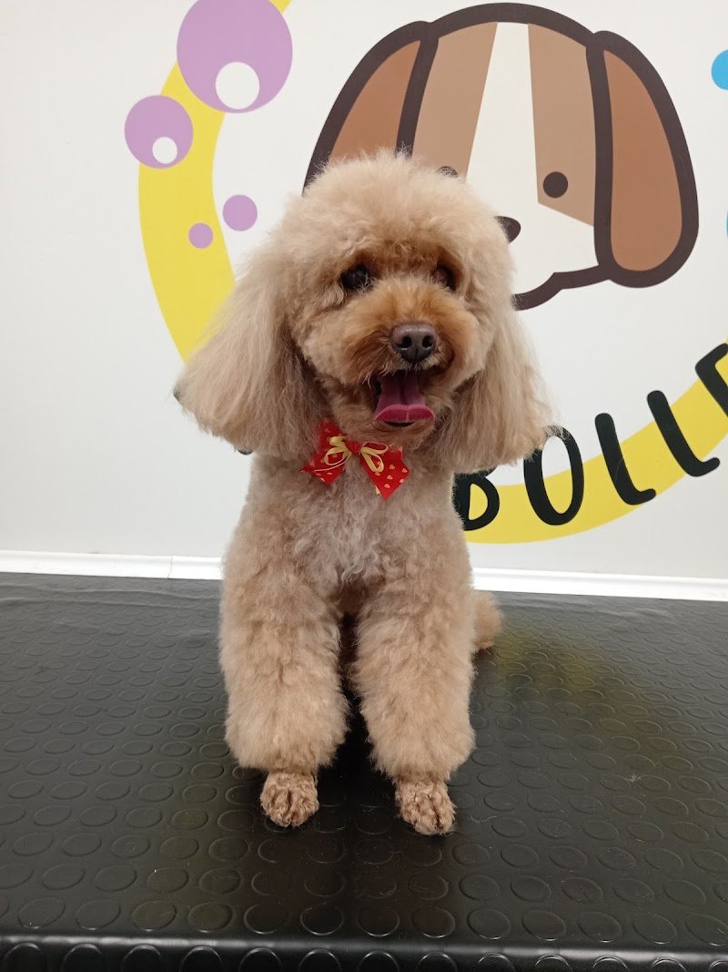 Bau Bolle Toelettatura & Barf - Foto 2