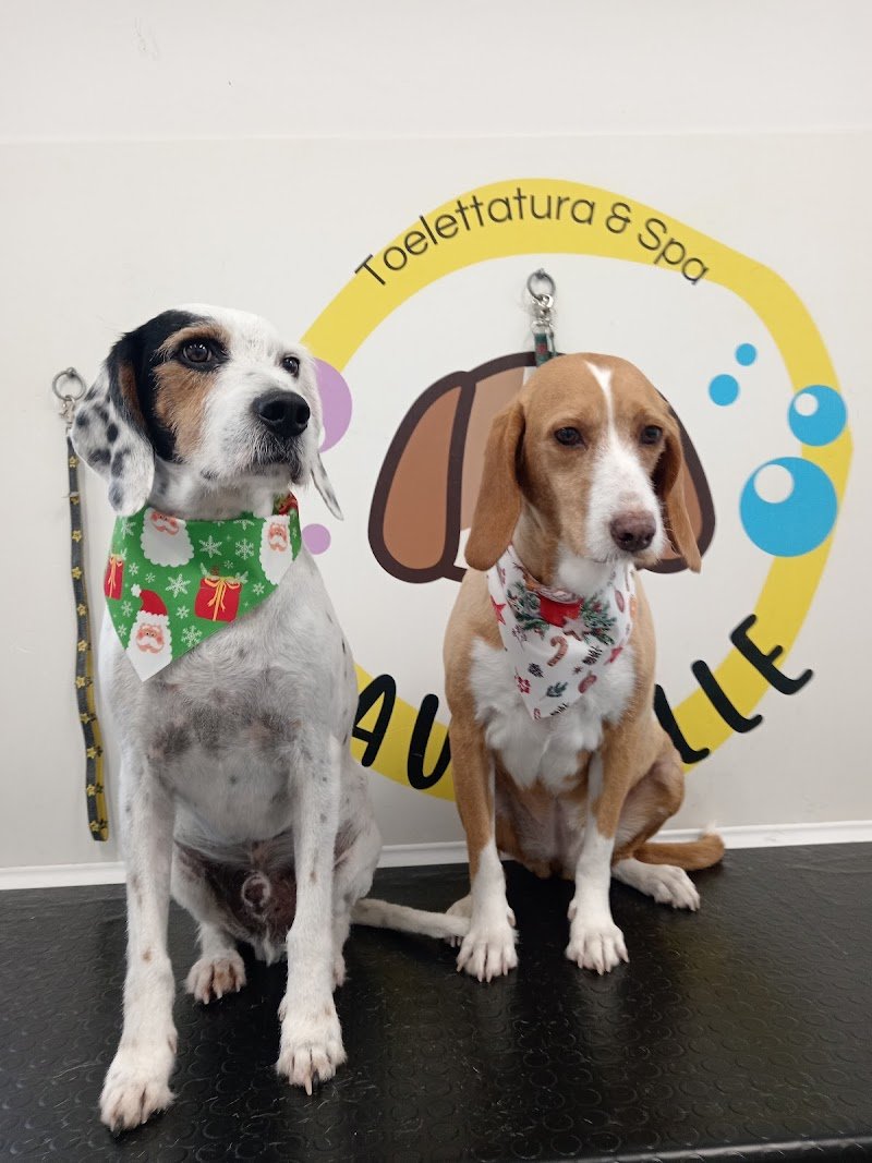 Bau Bolle Toelettatura & Barf - Foto 4