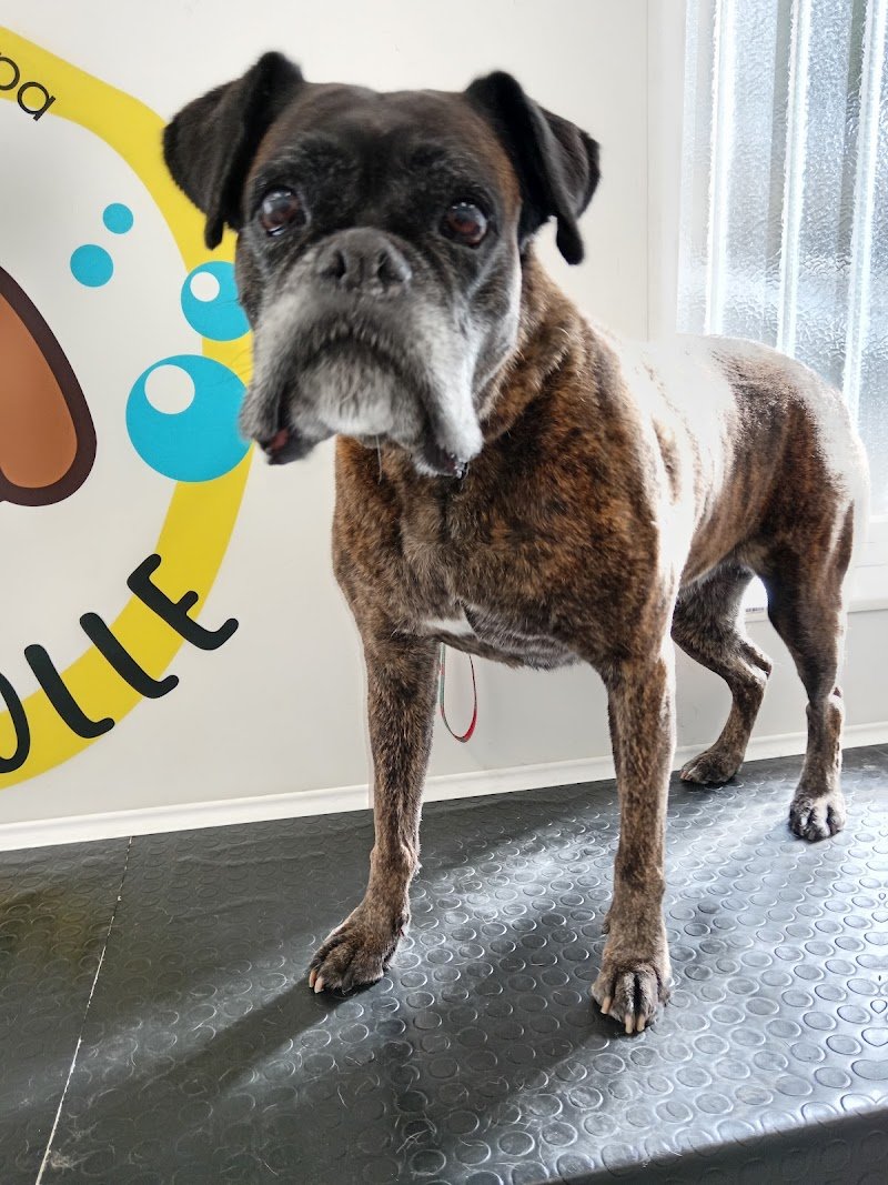 Bau Bolle Toelettatura & Barf - Foto 5