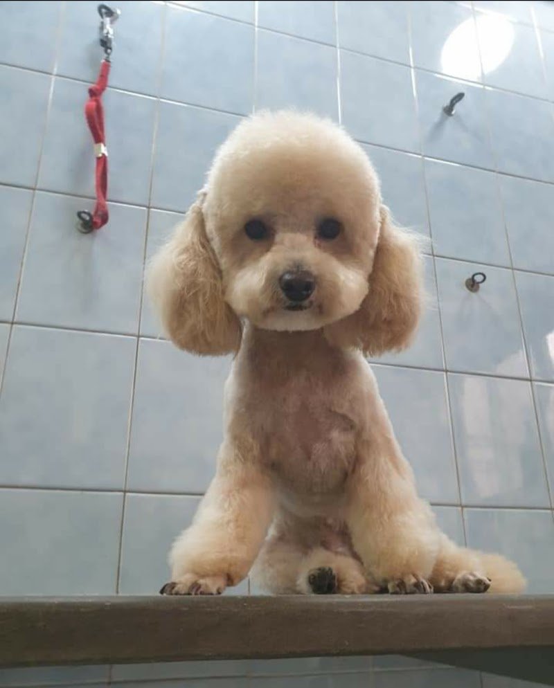 Bau e Miao di Gallo Massimo - Foto 1