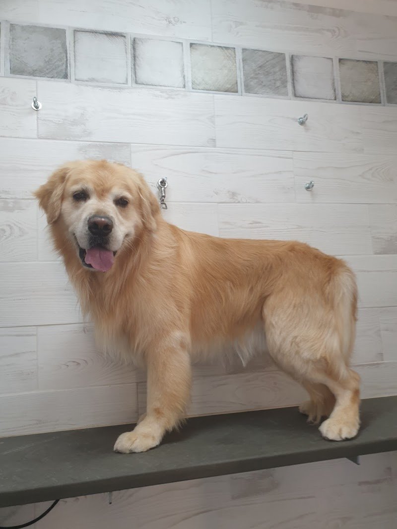 Bau e Miao di Gallo Massimo - Foto 3