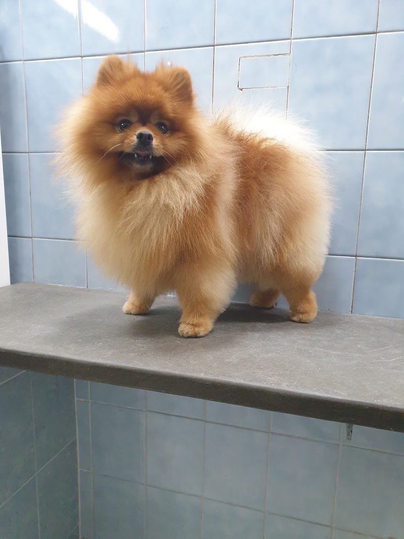 Bau e Miao di Gallo Massimo - Foto 4