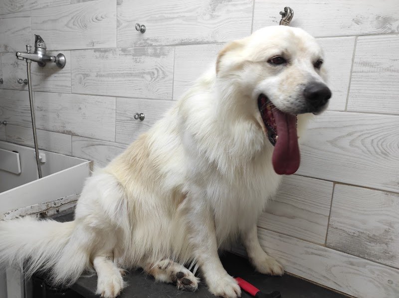 Bau e Miao di Gallo Massimo - Foto 5