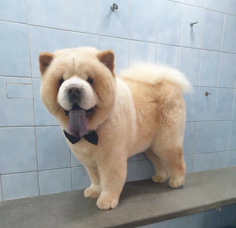 Bau e Miao di Gallo Massimo - Foto 6