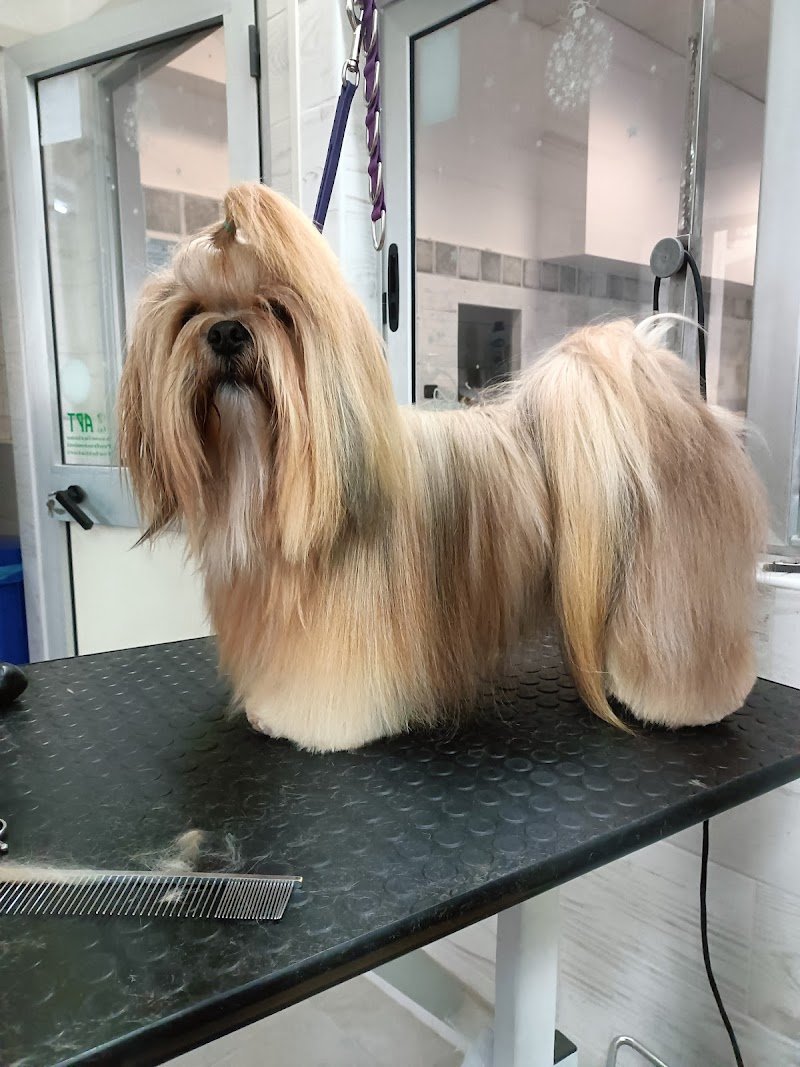 Bau e Miao di Gallo Massimo - Foto 1