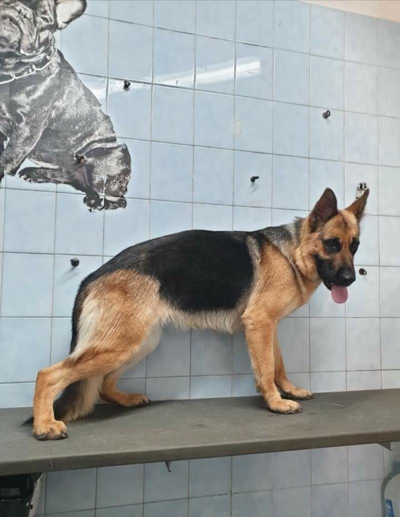 Bau e Miao di Gallo Massimo - Foto 3