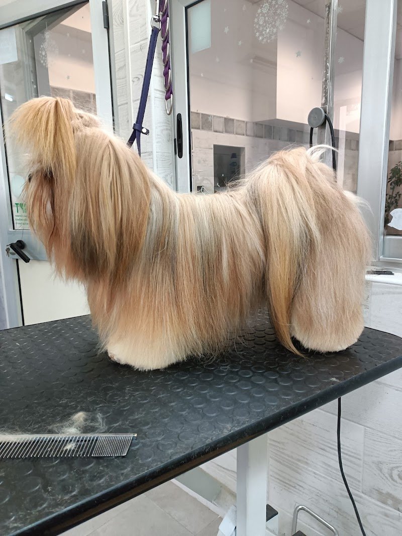 Bau e Miao di Gallo Massimo - Foto 5