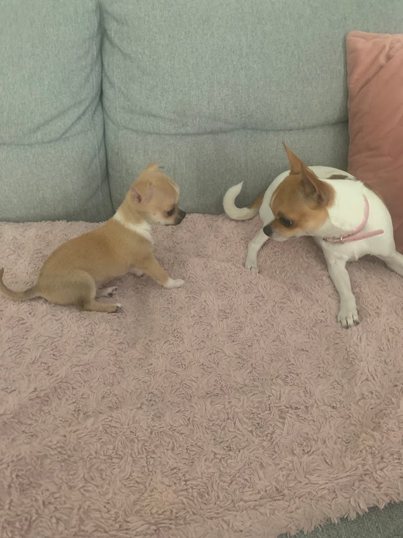 Bau & Miao Pets Market - Foto 2