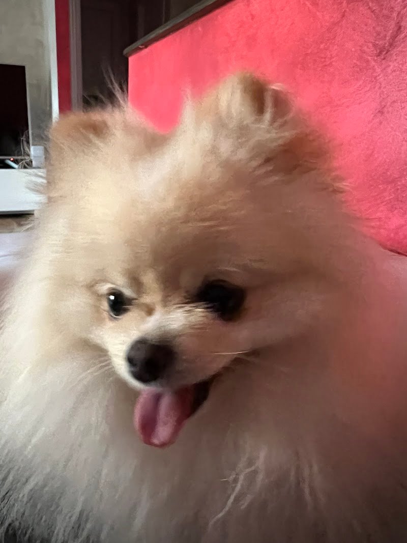 Bau & Miao Pets Market - Foto 5