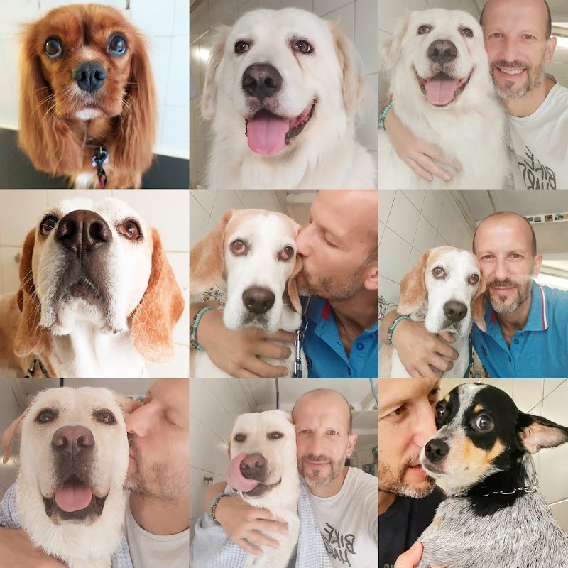 Bau Miao Toelettature Per Cani E Gatti - Foto 1