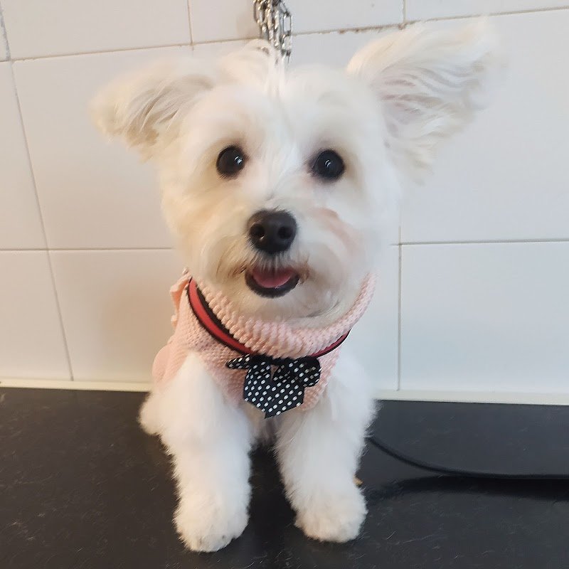 Bau Miao Toelettature Per Cani E Gatti - Foto 2