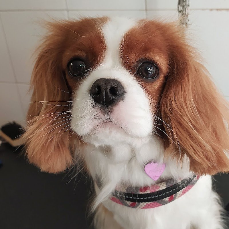 Bau Miao Toelettature Per Cani E Gatti - Foto 3