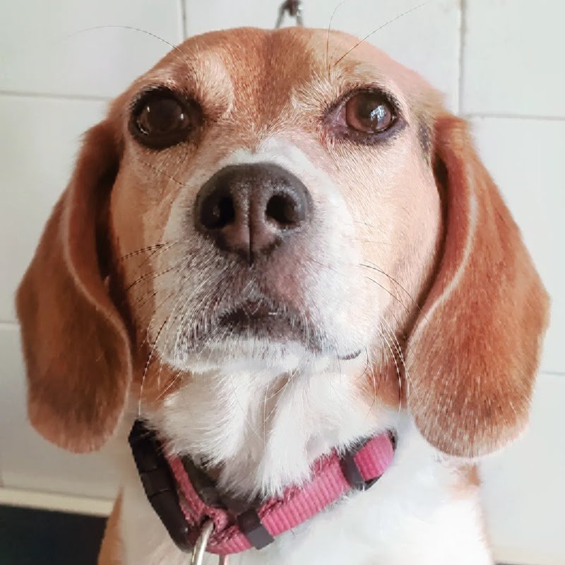 Bau Miao Toelettature Per Cani E Gatti - Foto 6