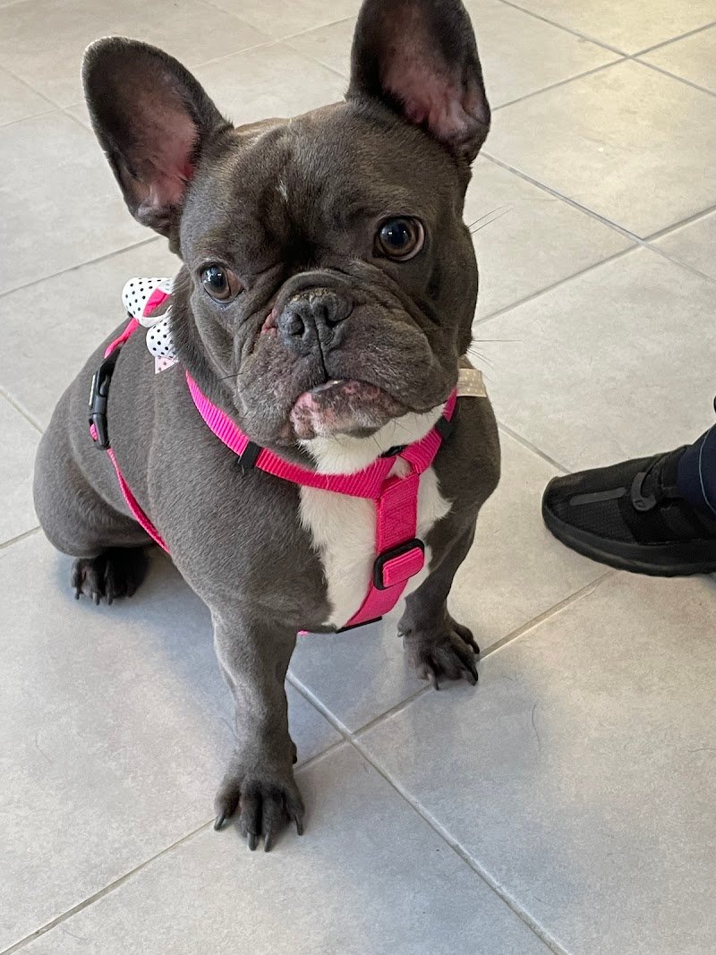 Bau Plaza - Toeletta, SPA e Pet Shop - Foto 3