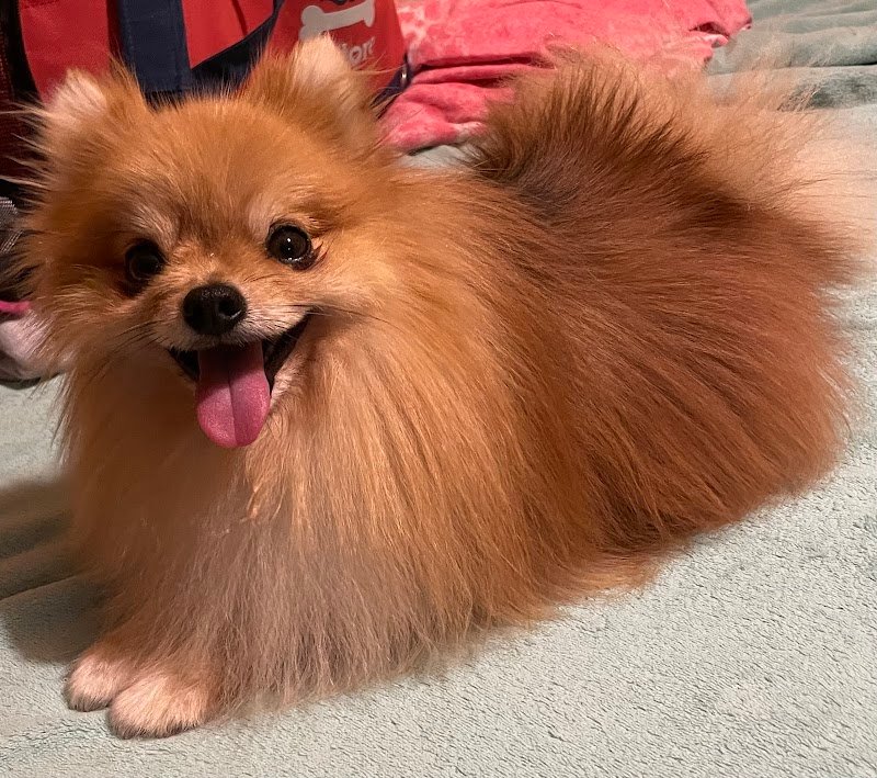 Bau Plaza - Toeletta, SPA e Pet Shop - Foto 5