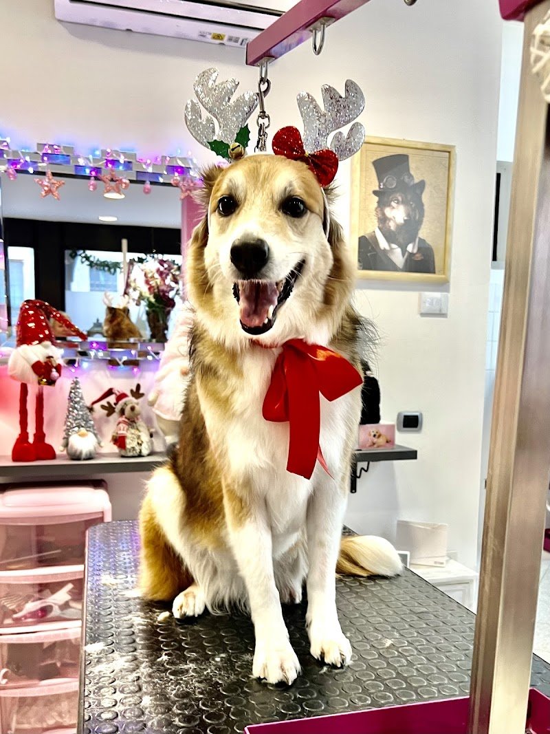 Bau Style di Skiladz Monika Iwona - Foto 2